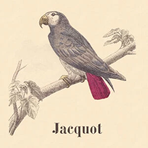 ALPHABET ILLUSTRATES BIRDS Jacquot, 1912 (illustration)