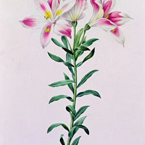 Alstroemeria Peregrina (coloured engraving)
