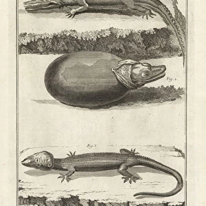 American crocodile and Tokay gecko. 1774 (engraving)