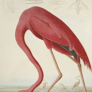 American Flamingo, from The Birds of America