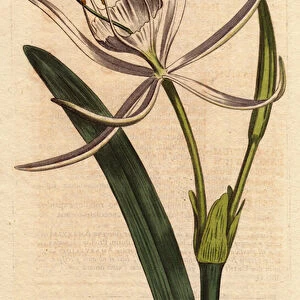 American pancratium has fragrant white flowers. American pancratium with white fragrant flowers. Pancratium rotatum. Handcolored copperplate engraving from a botanical illustration by Sydenham Edwards from William Curtiss "