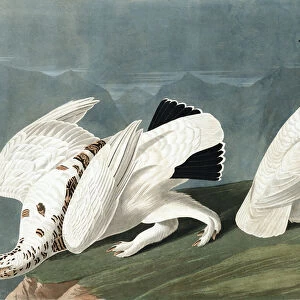 American Ptarmigan, Tetrao Mutus: White Tailed Grous, Tetrao Leucurus