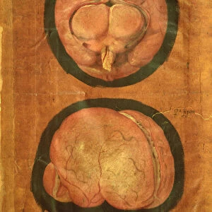 Anatomical drawing of the human brain (gouache on paper)