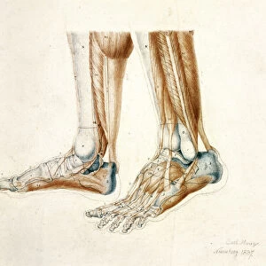 Anatomical Drawing of a Mans Feet, 1837 (black & red chalks on paper)