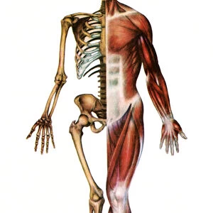 Anatomical Print of the Human Skeleton and Muscles, 1935 (screen print)