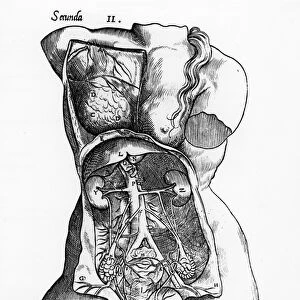 Anatomical study of the female human body (engraving) (b / w photo)