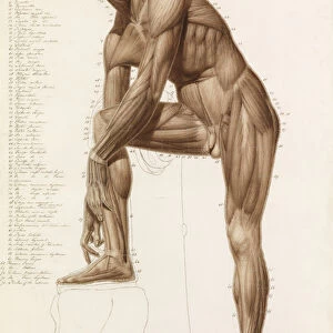 Anatomical Study: Human Musculature, in the Pose of Praxiteles