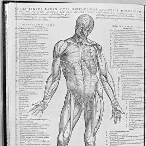 Anatomical study, illustration from De Humani Corporis Fabrica Librorum Epitome