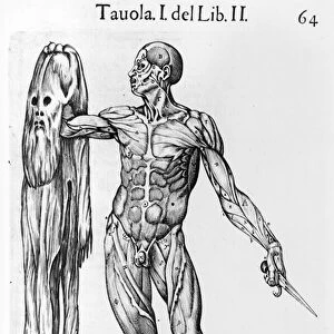 Anatomical Study, plate 64, illustration from Anatomia del corpo humano