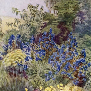 Anchusa Italica Dropmore variety, the Dropmore Alkanet, with Clematis recta and Violas (colour litho)