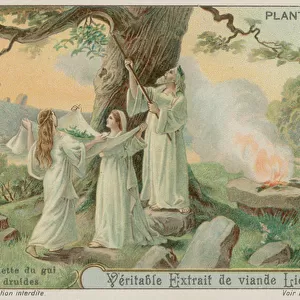 Ancient druids gathering mistletoe (chromolitho)