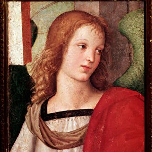 Angel. Baronci Altarpiece. (oil on panel, 1500-1501)