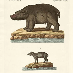 Animals from hot countries (coloured engraving)