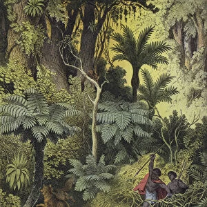 Animals and plants of the coastal forests of Australia (colour litho)