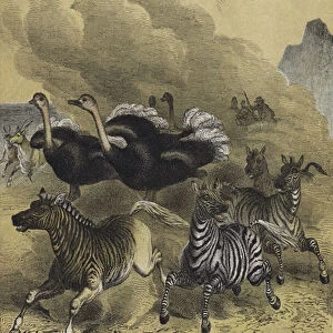 Animals of Southern Africa (colour litho)