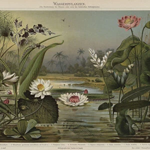 Aquatic plants (colour litho)