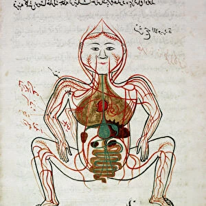 Arabic medicine: "blood circulation and digestive system"