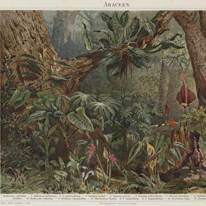 Araceae (colour litho)