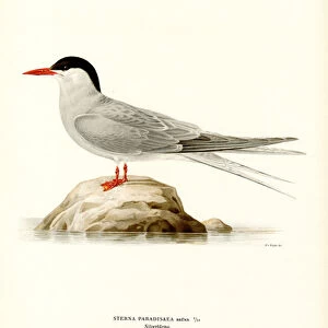 Arctic Tern (colour litho)