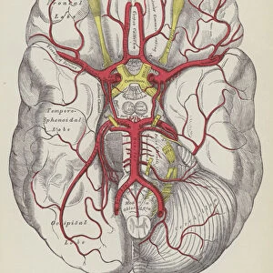 The arteries of the base of the brain (engraving)