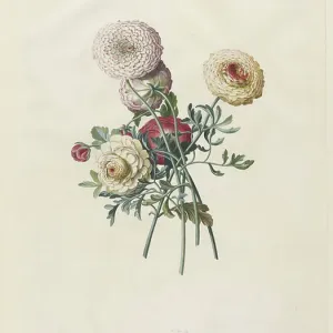 Asters