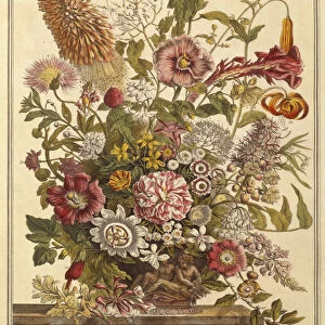 August, from Twelve Months of Flowers by Robert Furber (c