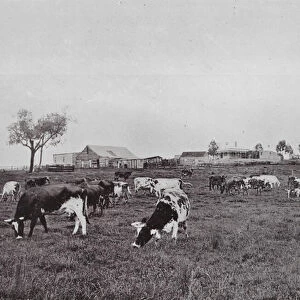 Australia: An Irrigated Dairy Farm, Bendigo, Victoria (b / w photo)
