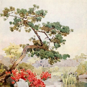 Azalea and Pine-tree (colour litho)