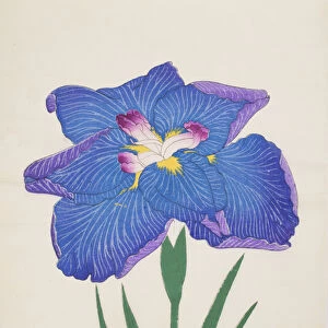 Azumabotan, No. 89, 1890 (colour woodblock print)