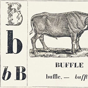 B for Buffalo, 1850 (engraving)