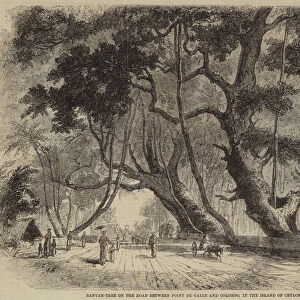 Banyan-Tree on the Road between Point de Galle and Colombo, in the Island of Ceylon (engraving)