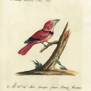 Bartito (print)