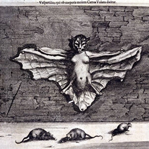 Bats and rats. "De China Monumenta"by Athanasius Kircher (1601 - 1680), Jesuit
