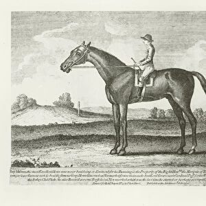 Bay Malton, foaled 1760 (b / w photo)