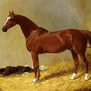 A Bay Racehorse in a Stall, 1843 (oil on canvas)