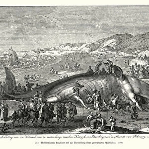 Beached whale (woodcut)