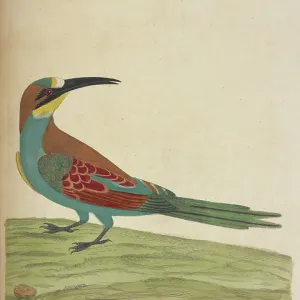 The bee-eater The bee-eater