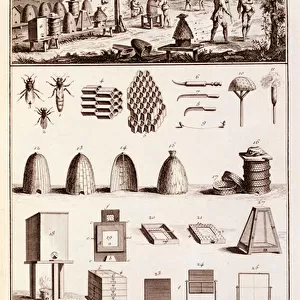 Beekeeping, from Dictionary of Sciences, c. 1770 (engraving) (see also 746839)
