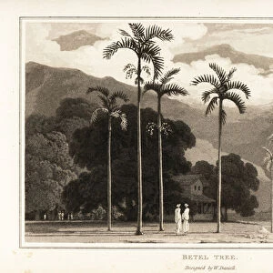 Betel nut palm trees growing on a Pacific ocean coast. 1807 (aquatint)