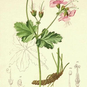 Bigroot Geranium (Geranium macrorrhizum) (colour litho)