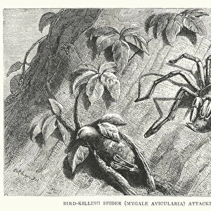 Bird-killing Spider, Mygale avicularia, attacking finches (engraving)