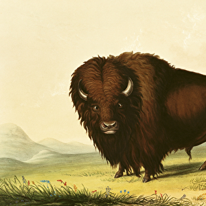 A Bison, c. 1832 (coloured engraving)