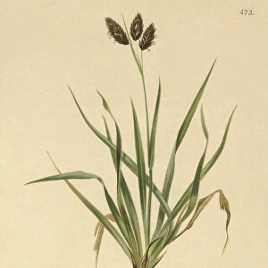 Black Alpine-sedge (Carex atrata) (colour litho)