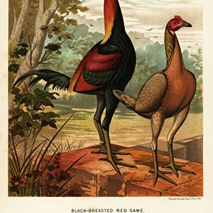 Black-breasted red game birds, 1890 (chromolithograph)