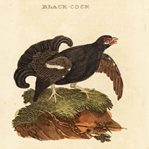 Black grouse, Tetrao tetrix