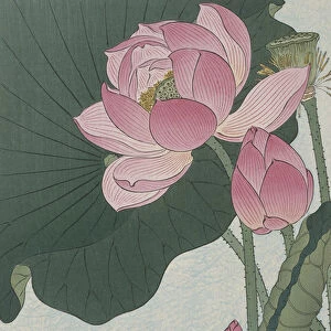 Blooming lotus flowers, 1920-30 (colour woodcut)