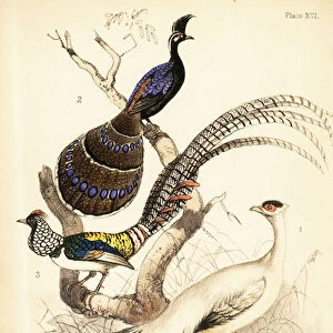 Blue-eared pheasant, Palawan peacock-pheasant and Lady Amhersts 1855 (lithograph)