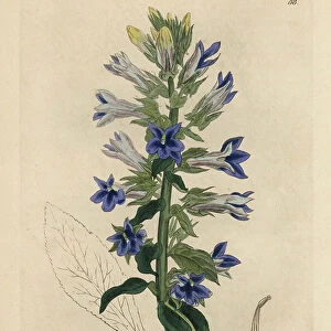 Blue flowered lobelia or cardinal flower, Lobelia siphilitica