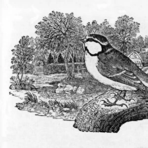 The Blue Titmouse, illustration from A History of British Birds by Thomas Bewick