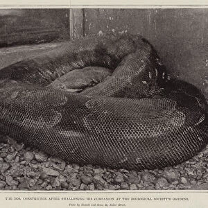 The Boa Constrictor after swallowing his Companion at the Zoological Societys Gardens (b / w photo)